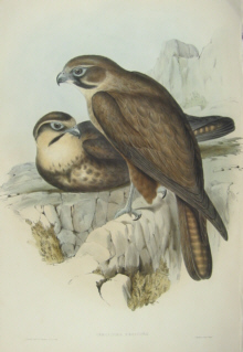 John Gould Birds of Australia